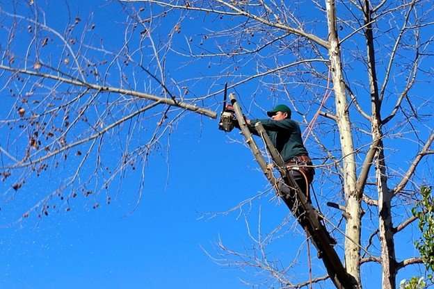 Leaning tree with exposed roots posing safety risk in North Royalton, OH yard