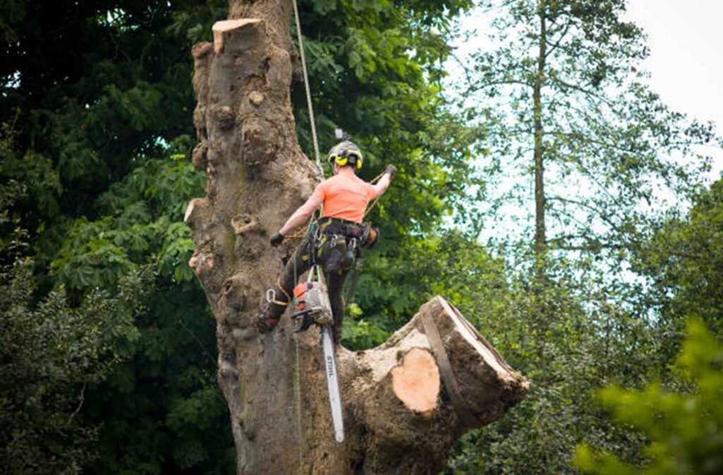 Safe tree removal service removing a large tree near a home in North Royalton, OH