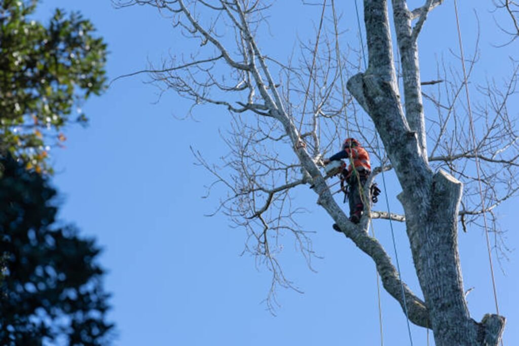 Professional tree removal crew safely cutting down a large tree near a home in North Royalton, OH