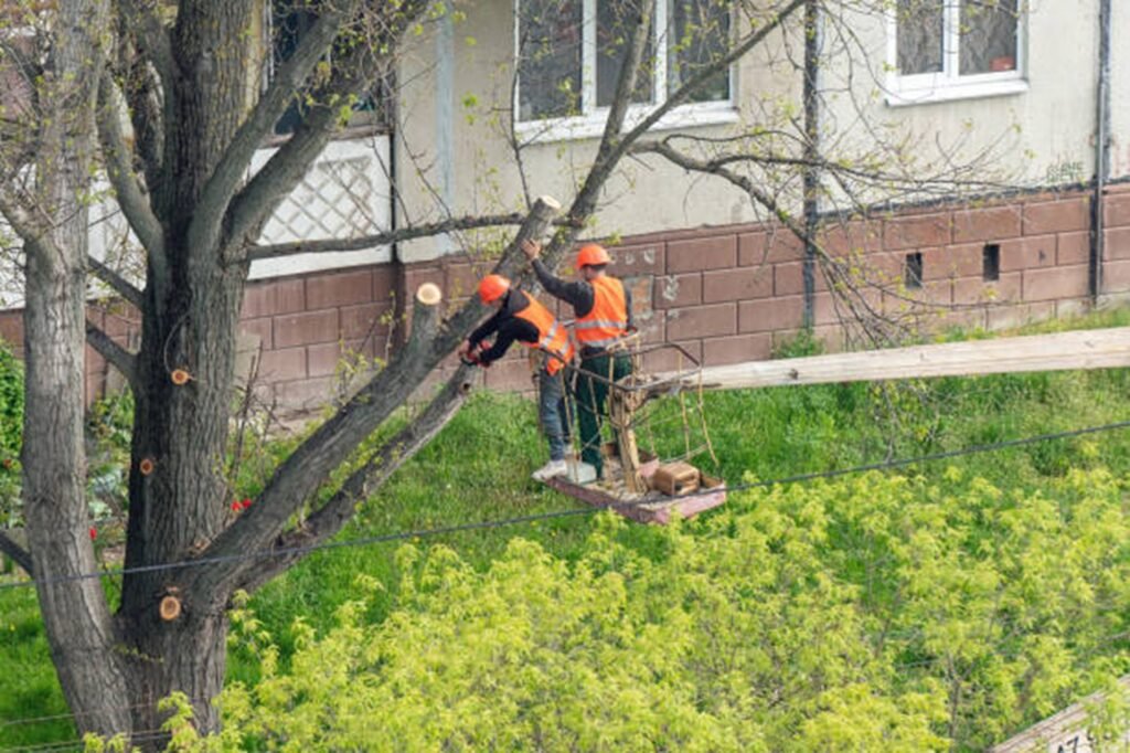 Tree trimming and pruning service improving tree health and safety at a North Royalton, OH property