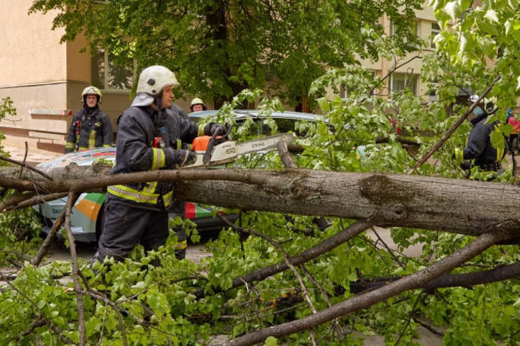 Emergency tree service crew removing a storm-damaged tree from a North Royalton, OH driveway