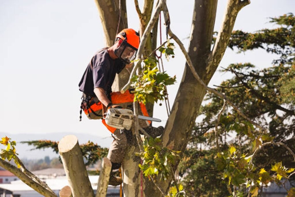 Overgrown and hazardous trees creating safety risks at a residential property in North Royalton, OH
