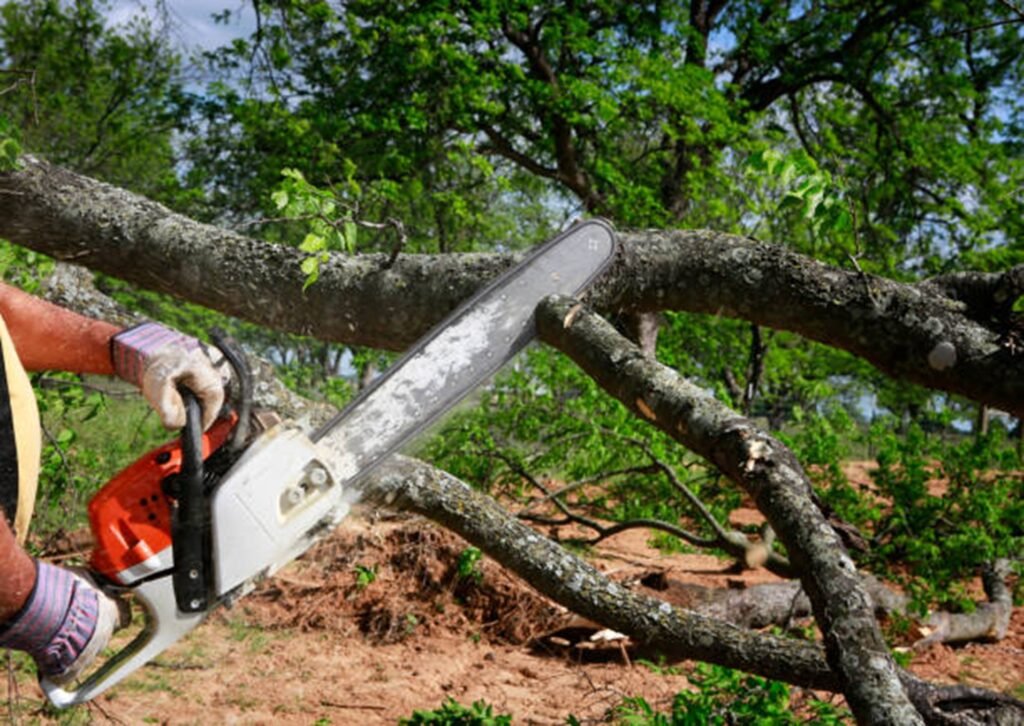 Property restored after professional tree removal service in North Royalton, Ohio